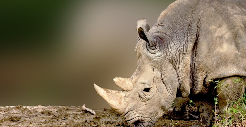 Najstariji njemački nosorog proslavio 50 godina